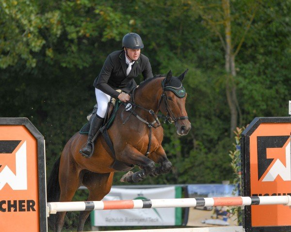 jumper Gittebalia (KWPN (Royal Dutch Sporthorse), 2011, from Guccio)