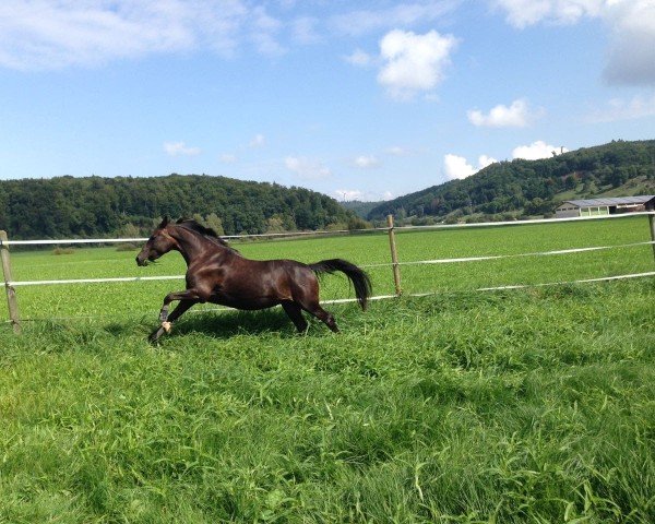 dressage horse Piccolina Flori (German Riding Pony, 2011, from FS Pearcy Pearson)