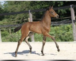 horse Sir Delbert (Oldenburg, 2022, from Sir Donnerhall I)