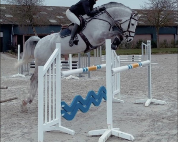 jumper Little Big Man (KWPN (Royal Dutch Sporthorse), 2016, from Contendro I)