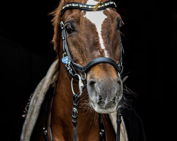 dressage horse Attila S (Arabian purebred, 2002, from Normativ ox)
