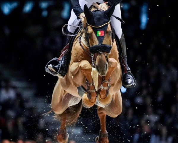 stallion Comme le Coeur (KWPN (Royal Dutch Sporthorse), 2016, from Comme il Faut)