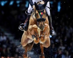 stallion Comme le Coeur (KWPN (Royal Dutch Sporthorse), 2016, from Comme il Faut)