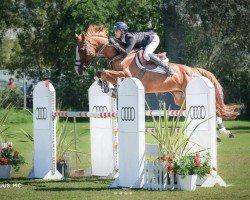 jumper Eternity (KWPN (Royal Dutch Sporthorse), 2009, from Baloubet du Rouet)