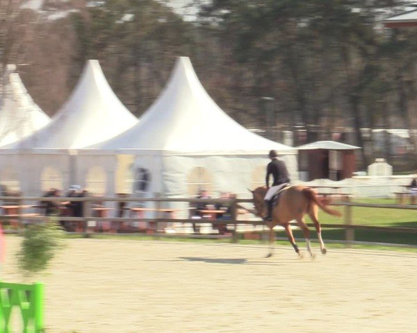 Reitturnier Westergellersen 2025