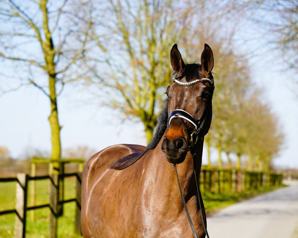 horse Susi V. (Hanoverian, 2021, from Santiamo GT)