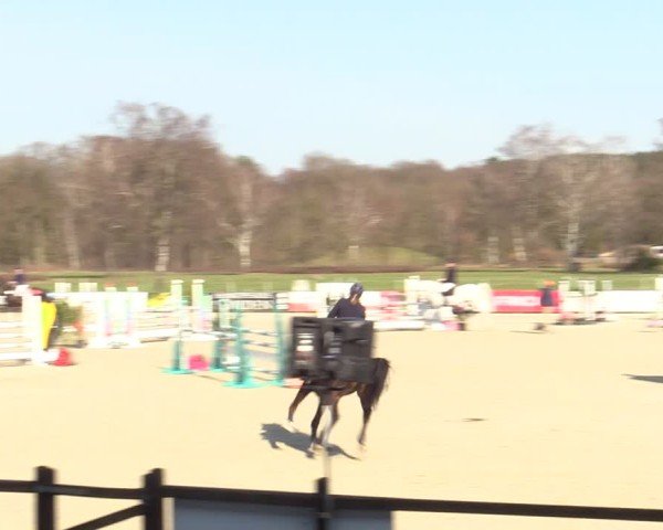 Reitturnier Westergellersen 2025