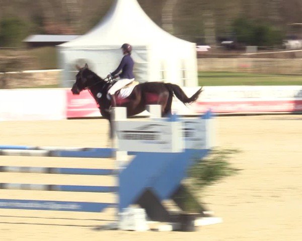 Reitturnier Westergellersen 2025