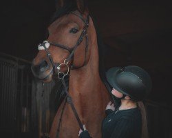 jumper Crazy Maizy (Westphalian, 2018, from Cellestial)