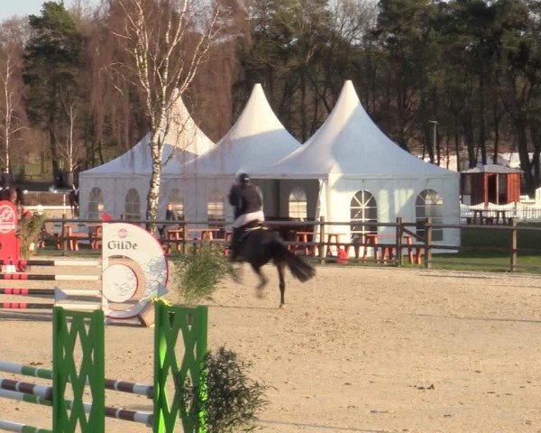 Reitturnier Westergellersen 2025