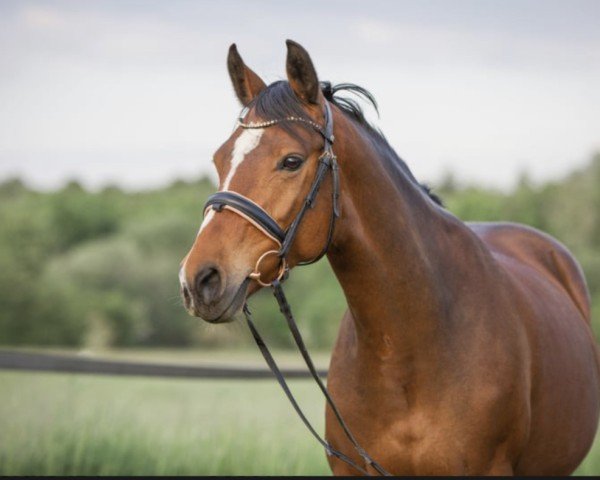 Dressurpferd Passion 32 (New-Forest-Pony, 2016, von Lomansheide Brent)