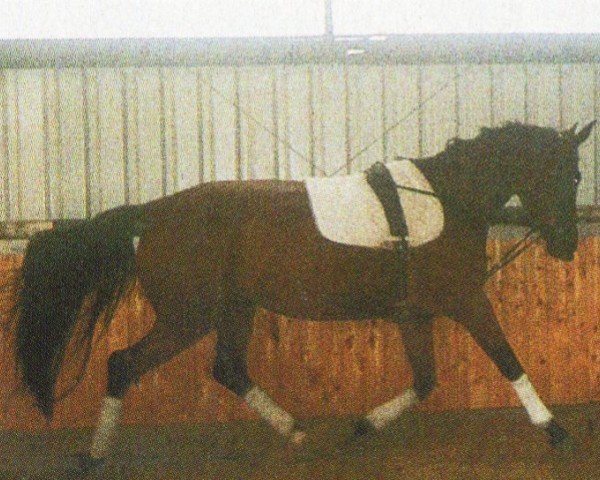 Springpferd Leslie 72 (Oldenburger, 2000, von Lucky Ghost)