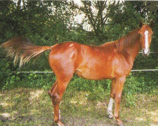 dressage horse Drakaria (Oldenburg, 2002, from Drakdream)