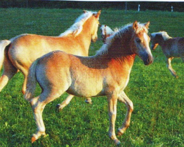 horse Aluna (Haflinger, 2010, from Adonis)