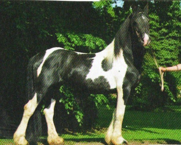 horse Classica S Cartier (Pinto / Hunter, 2003, from Bonte Bart) horse Classica S Cartier (Pinto / Hunter, 2003, from Bonte Bart)