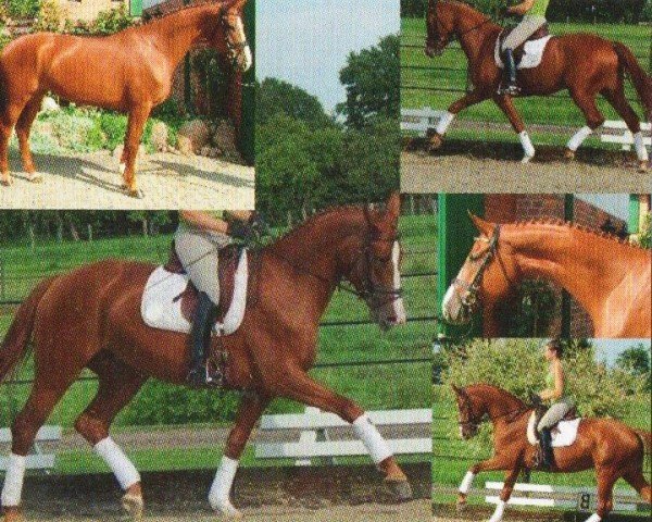 dressage horse Wayra 2 (Hanoverian, 2005, from Welser)