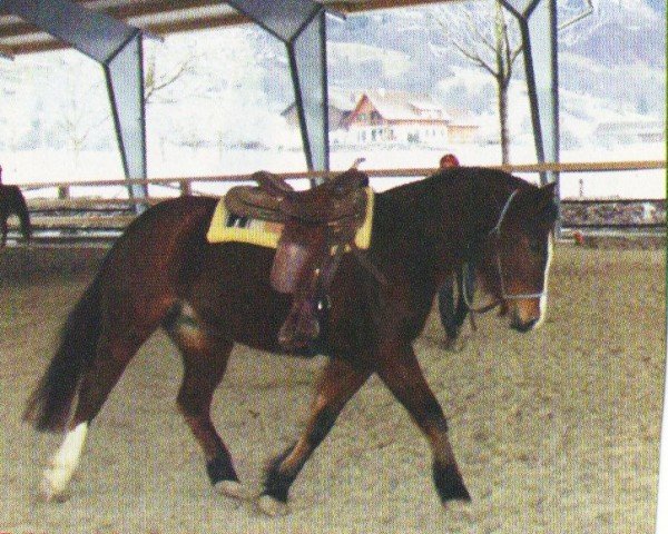 horse Ciba (Freiberger, 2001, from Lascar V CH)