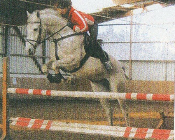 Pferd Mescalero (Trakehner, 1995, von Bazar)