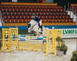 Springpferd G. Mylord Alcatraz (KWPN (Niederländisches Warmblut), 2011, von Mylord Carthago)