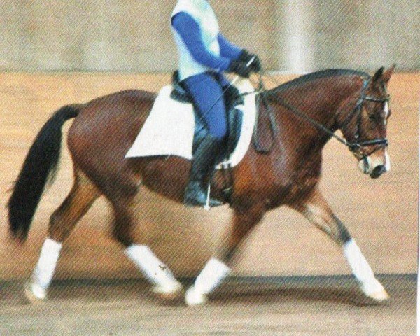 horse Emiro (Freiberger, 2009, from Euridice CH (+))