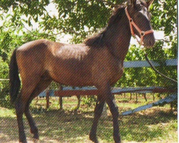 horse Taurus (Pura Raza Espanola (PRE), 2011, from Hortelano SB)