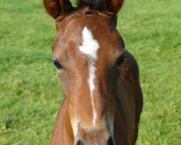 horse Cheszamo (Holsteiner, 2021, from Chezarro)