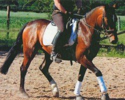 dressage horse Nemo (German Riding Pony, 2005, from New Classico)