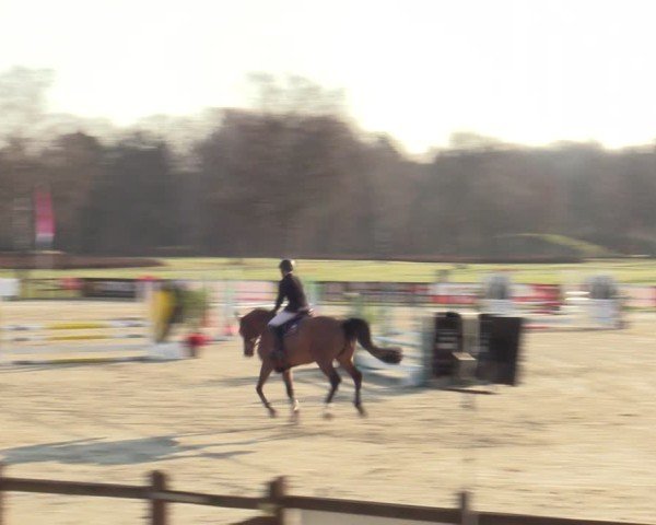 Reitturnier Westergellersen 2025