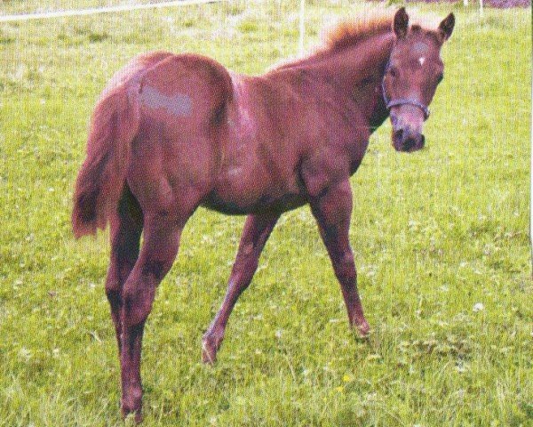Pferd Jac (Quarter Horse, 2004, von Jacs on Top)