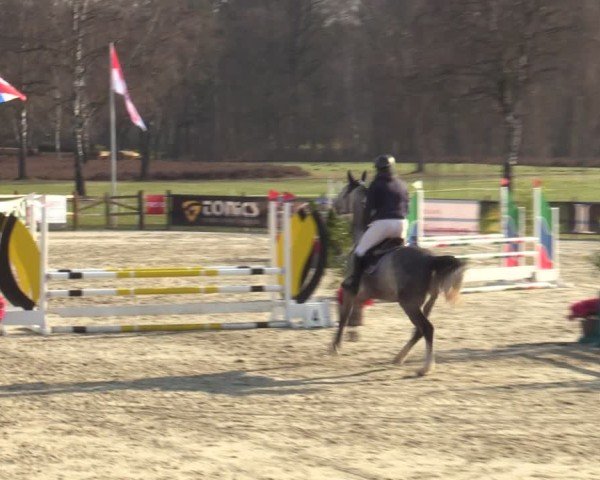Reitturnier Westergellersen 2025
