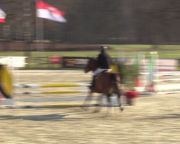 Reitturnier Westergellersen 2025