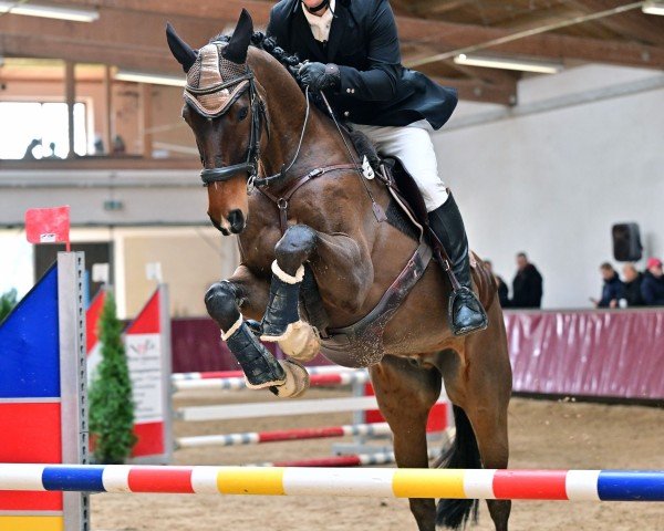 Springpferd Cino 7 (Deutsches Sportpferd, 2012, von Ciabbo)