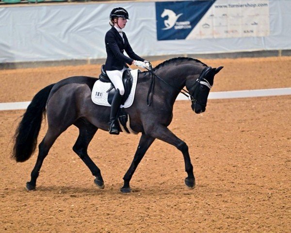 dressage horse Samy Lu (Oldenburg, 2014, from Susu's Boy)