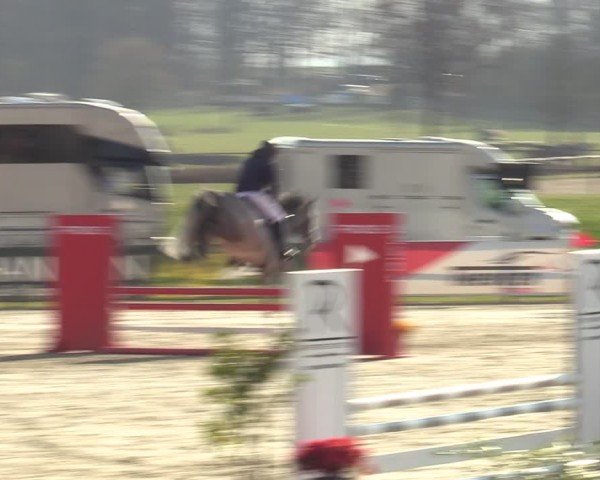 Reitturnier Westergellersen 2025