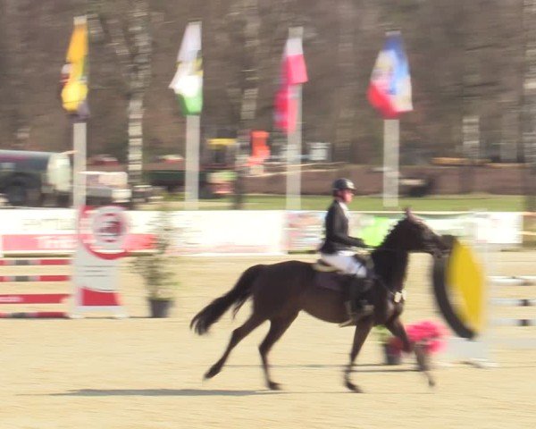 Reitturnier Westergellersen 2025
