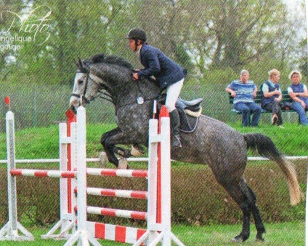 broodmare Arctika 2 (German Sport Horse, 2008, from Arctic)