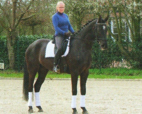 horse Dandy (Hanoverian, 2008, from Don Crusador)
