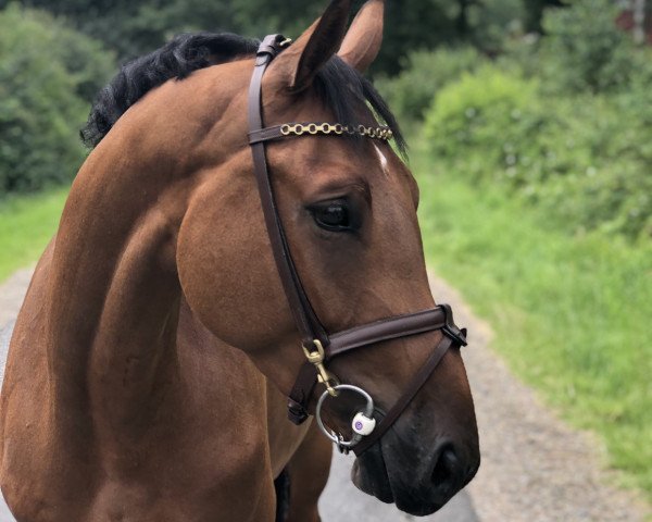 Springpferd Doolittle 139 (Westfale, 2017, von Diamant de La Lande)