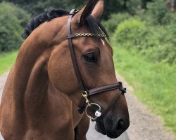 Springpferd Doolittle 139 (Westfale, 2017, von Diamant de La Lande)