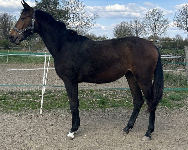 horse Susi (Hanoverian, 2023, from Sir Escolar)