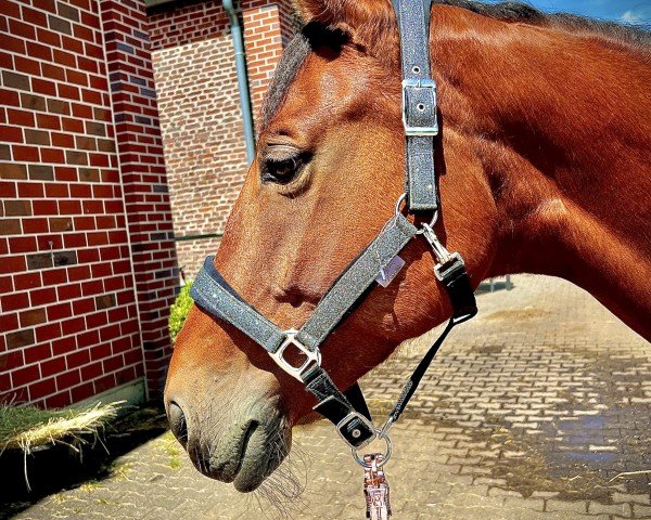 horse La Queen (Rhinelander, 2011, from Lord Loxley I)