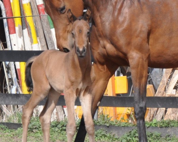 horse Tarina (Trakehner, 2021, from Tarison)