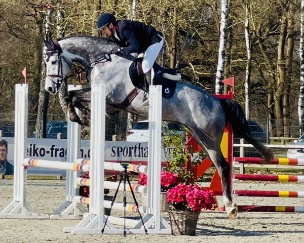 jumper Clarinello ZD (Holsteiner, 2019, from Clarimo Ask)