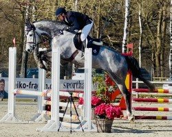 jumper Clarinello ZD (Holsteiner, 2019, from Clarimo Ask)