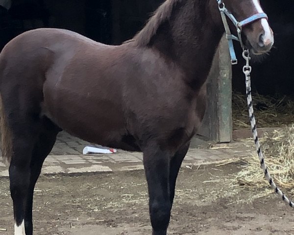 horse Disney Dream FF (German Riding Pony, 2019, from Dan Kano AT)