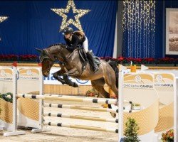 jumper Galahead Z (Zangersheide riding horse, 2017, from George Z)