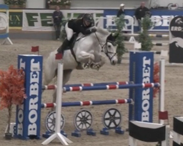 jumper Colinska (German Sport Horse, 2013, from Colestus)