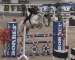 jumper Colinska (German Sport Horse, 2013, from Colestus)