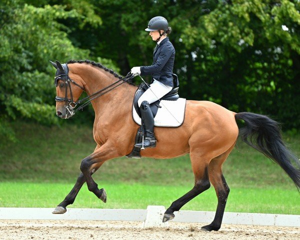 Dressurpferd Celli Cascavel (Deutsches Sportpferd, 2015, von Cassitano)