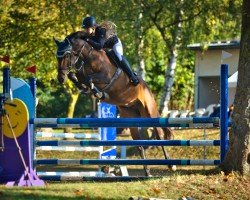 jumper CELLI CAYBEE (German Sport Horse, 2019, from Cacun)